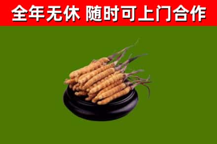 赣县区回收冬虫夏草