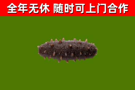 赣县区回收海参干